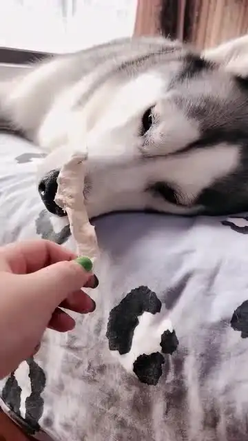  主人打了哈士奇,二哈生气了,最喜欢的肉干都不吃,这一幕真有趣