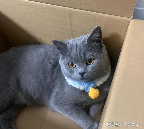  经常摸蓝猫的头,在它眼里,是这样认为的
