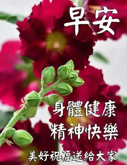 早早上好表情包句子