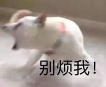  狗狗表情包别惹你爹