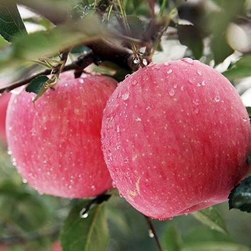  2021中秋月饼博物馆,请访问bowuguan.taobao.com9xixiav0mxopgqc5世界博物馆烟台山东中国亚洲旅游环游世界旅行景点文化文艺人文历史自然风光风景民俗环游.世界极品中文域名限时出售旅游亚