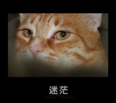  猫猫狗狗的搞笑表情,太可爱了拉