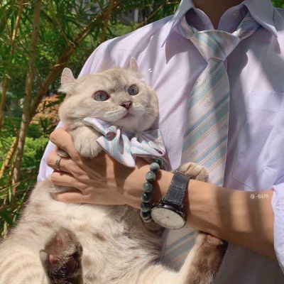  微信头像猫咪萌图片2020最新可爱猫咪头像大全