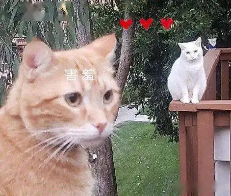  橘猫整天不是吃就是睡,自从邻居搬来一只猫就变了爱情的力量呀