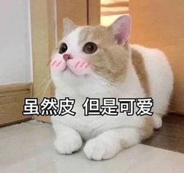  为喵星人而生的伴侣机器人铲屎官大可放心出门了