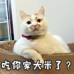  初代网红表情包相继离世愿小天使们一路走好