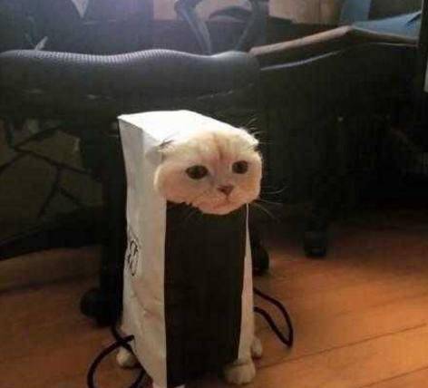  宠主在家怎么也找不到猫咪,结果发现猫咪钻进了盒子里,差点笑喷