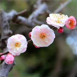  最美花草图片头像微信头像2018唯美风景头像图片微信头像
