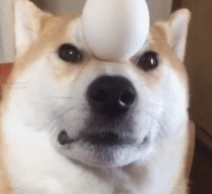  柴犬,一种最接近二哈的存在