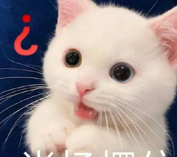  猫咪死后不能埋土里,不是封建迷信,而是有依据的