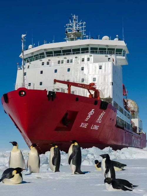企鹅微信头像图片雪龙号