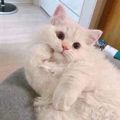 微信头像女士专用猫咪好