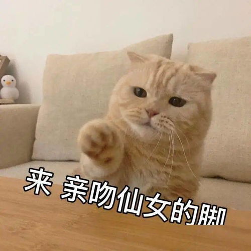  沙雕表情包