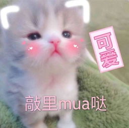  猫咪表情包你能拿我怎么样打我啊