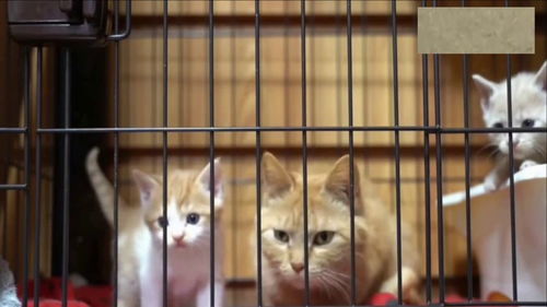  越狱小能手,在母猫眼皮子底下逃跑,让猫妈妈防不胜防