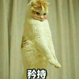 谢谢大家支持,我四百粉了爱你们,进粉丝群有福利