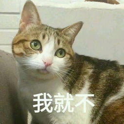  那些喜欢说我以前就试过,不行的的人,他们后来都怎样了