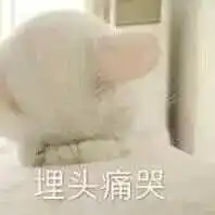  猫咪抱头表情包