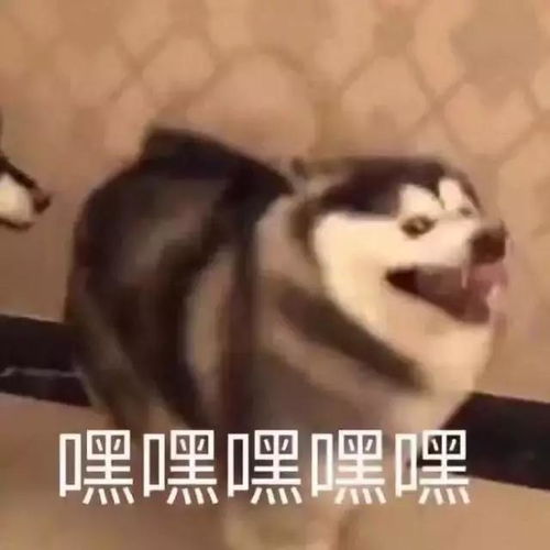  郑爽承包节目弹幕的女人,直男一样的女人,需要你了解一下