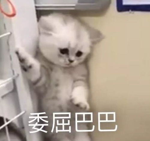 小萌狼嗷呜表情包小龙女