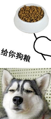  给你狗粮表情包