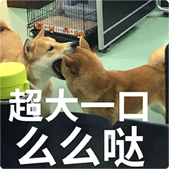  柴犬齐天熊孩子篇表情包