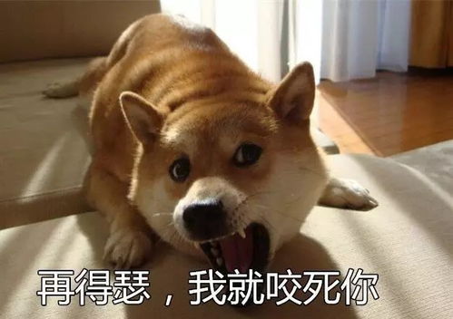  涨知识丨教你如何整治狗狗爱叫的坏毛病