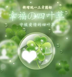  有四叶草图片么