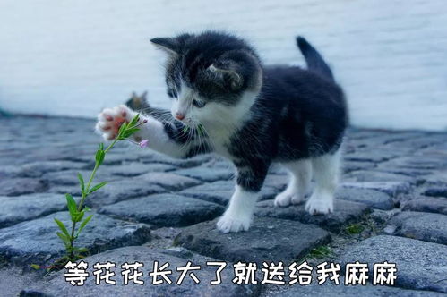  喵咪为什么喜欢送些奇奇怪怪的礼物给铲屎官