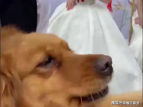  金毛趴新娘婚纱上哭泣,满脸舍不得,金毛麻麻不要离开我