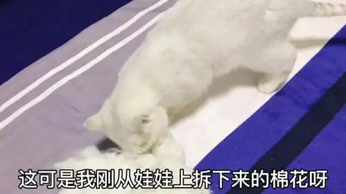  猫咪见棉花控制不住,还以为是吃的往嘴里送,铲屎官这样做