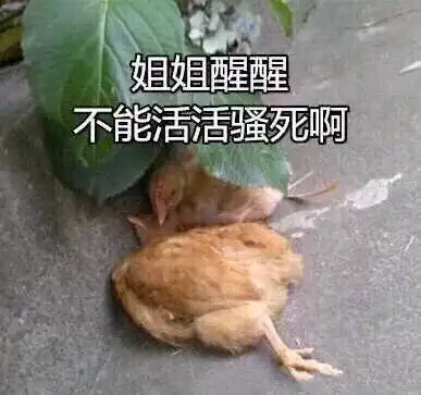  鸡笼警告表情包