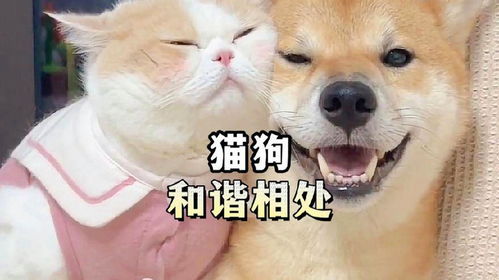  原来小狗也拒绝不了撸猫的诱惑猫狗双全暖心猫狗相处
