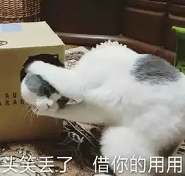  全新猫咪表情包,快快收藏