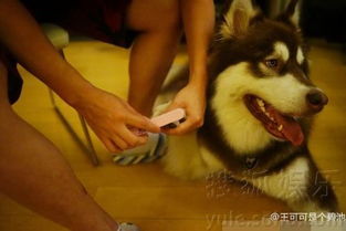 王思聪的表情包爱犬