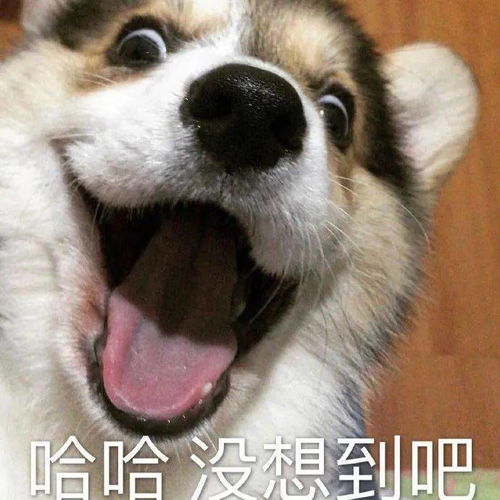 猫猫狗狗表情包狗子