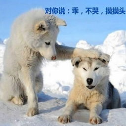  摸摸头不哭表情包下载摸摸头不哭表情包合集木子学院
