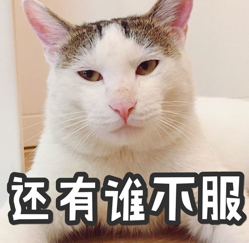  喵星人表情包真让猫头秃