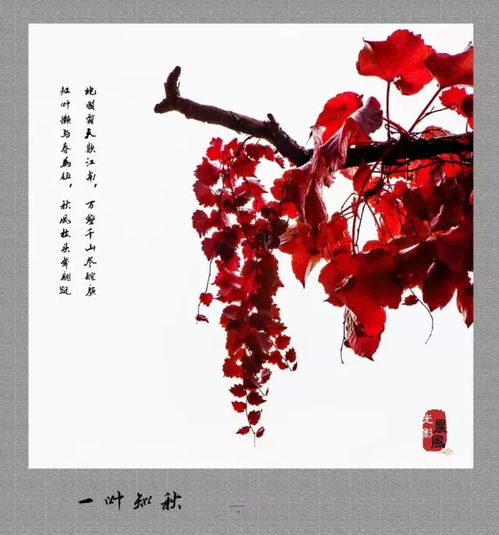  谁在倾听,一叶知秋的美丽