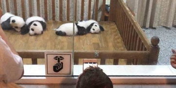  假笑男孩来成都看大熊猫粉丝终于和活表情包合影了