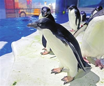  驻津阿德利企鹅家族再添新丁