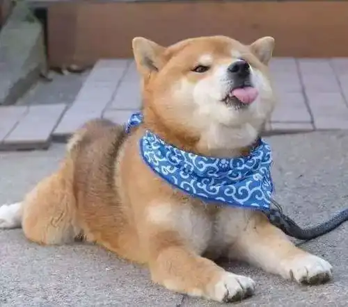 柴犬狗表情