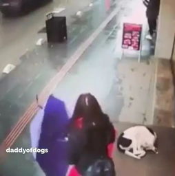  狗狗冻得缩在街头,善良女子把自己的围巾送给狗狗保暖,太暖心