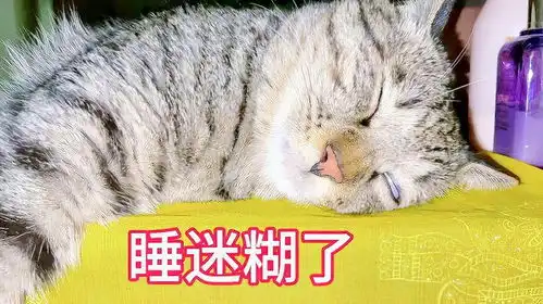  小猫咪在爸爸如雷的呼噜声中睡得都翻白眼了居然不怕吵