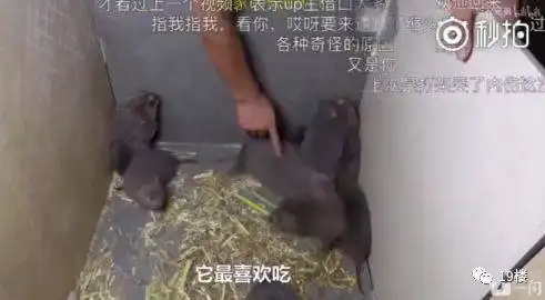  笑到泪奔全南这对竹鼠兄弟全国都火了