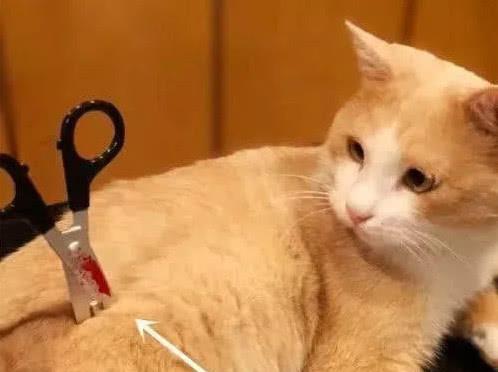 猫咪恶搞表情包握手