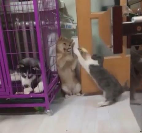  柴犬被猫咪欺负认怂,二哈在一旁表情亮了,二哈既生哈何生猫啊