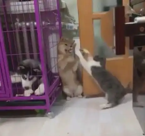  柴犬被猫咪欺负认怂,二哈在一旁表情亮了,二哈既生哈何生猫啊