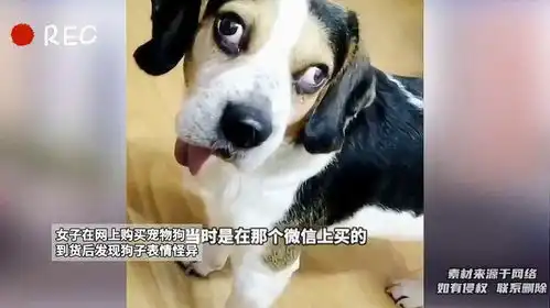 狗东西表情包宠物