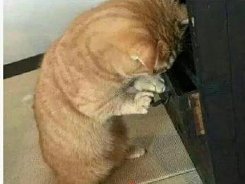  猫咪翻箱倒柜找不到私藏的小鱼干,一脸懵逼的站在柜子旁
